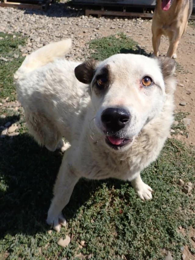 Shiny, female young Mixed Breed for adoption at Remember Me France