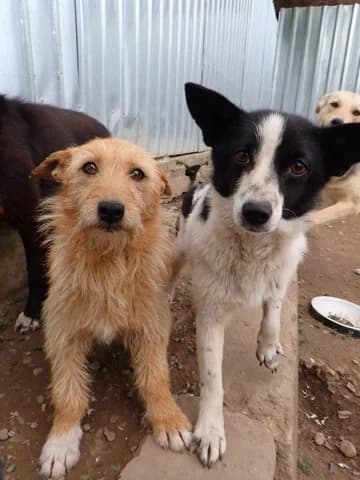 Fedora, female 4yo Mixed Breed for adoption at Remember Me France