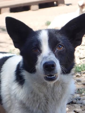Fedora, female 4yo Mixed Breed for adoption at Remember Me France