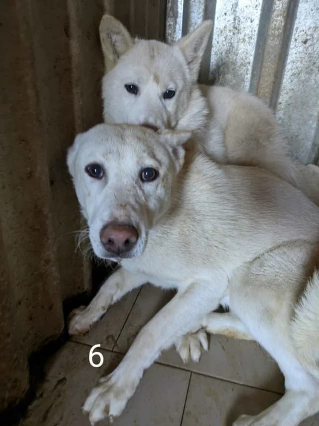 Perce Neige, female young Mixed Breed for adoption at Remember Me France