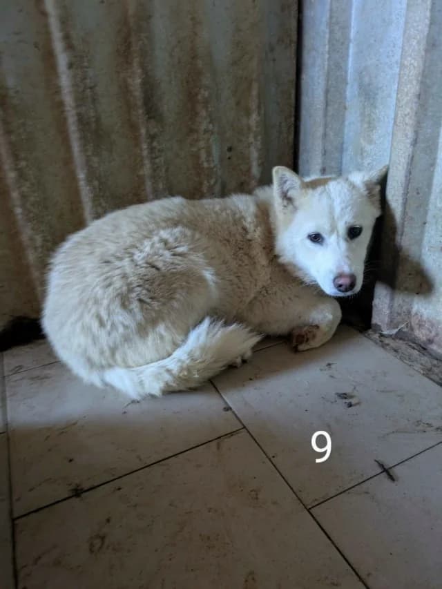 Celestia, female young Mixed Breed for adoption at Remember Me France