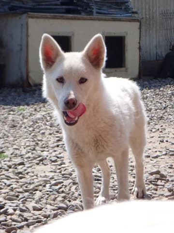 Celestine, female young Mixed Breed for adoption at Remember Me France