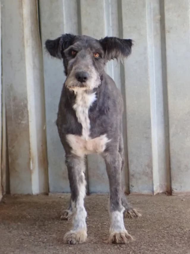 Otto, male young Mixed Breed for adoption at Remember Me France