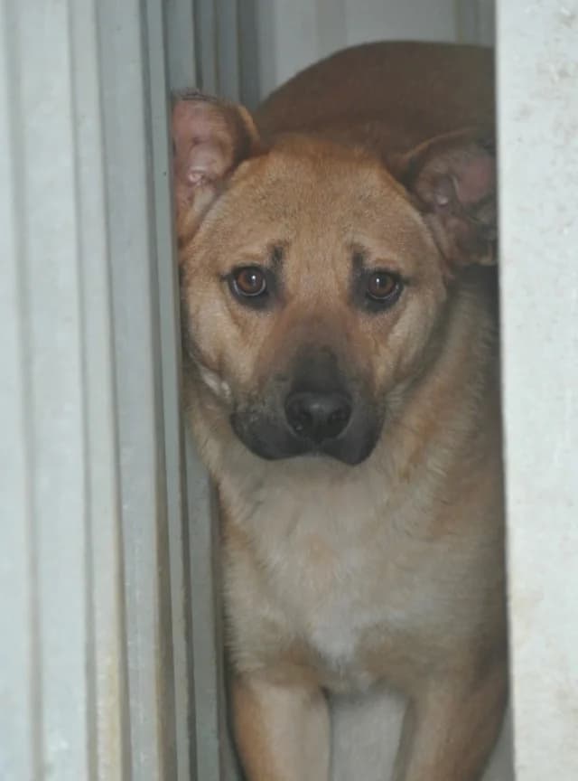 Duncan, male Mixed Breed for adoption at Remember Me France