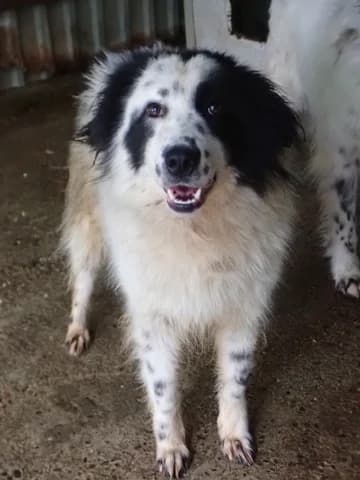 Funky, female young Mixed Breed for adoption at Remember Me France