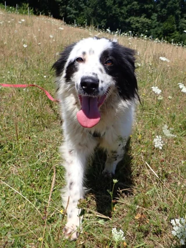 Funky, female young Mixed Breed for adoption at Remember Me France