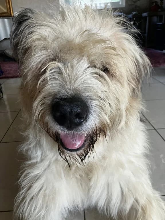 Darren, male senior Mixed Breed for adoption at Remember Me France