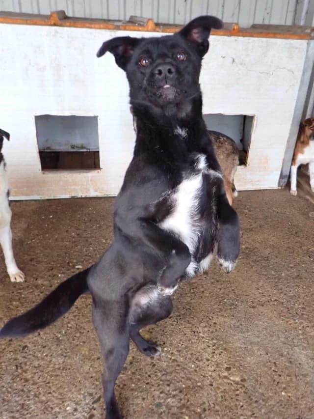 Edgar, male young Mixed Breed for adoption at Remember Me France