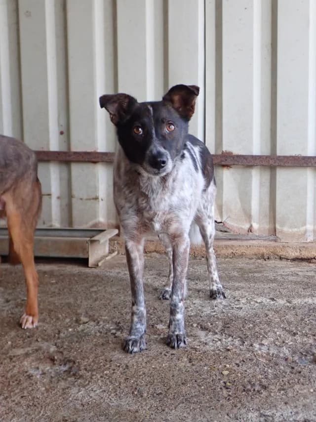 Ellie, female 4yo Mixed Breed for adoption at Remember Me France