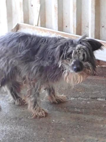 Scruffy, male young Mixed Breed for adoption at Remember Me France