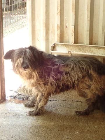 Scruffy, male young Mixed Breed for adoption at Remember Me France