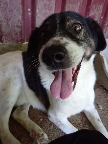Peanuts, male puppy Mixed Breed for adoption at Remember Me France