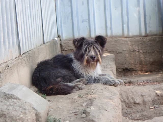 Tosca, female young Mixed Breed for adoption at Remember Me France
