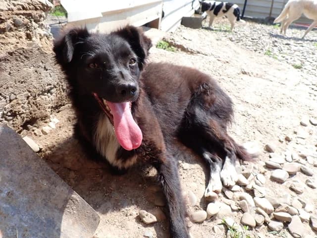 Talonne, female young Mixed Breed for adoption at Remember Me France