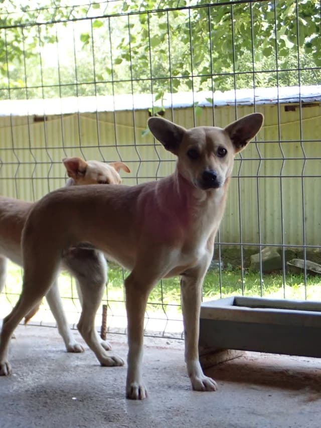 Vermeille, female young Mixed Breed for adoption at Remember Me France