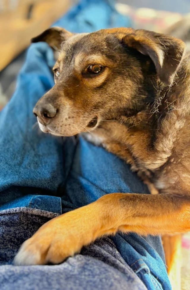 Vidock, male senior Mixed Breed for adoption at Remember Me France