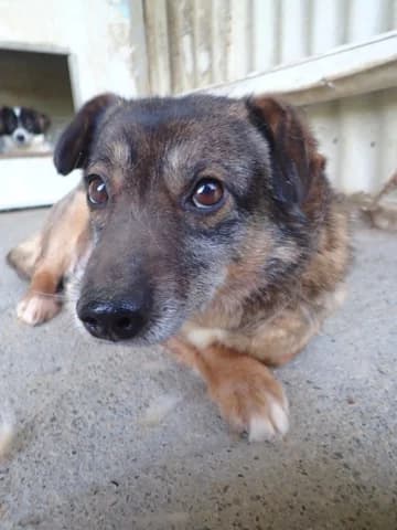 Irma, female young Mixed Breed for adoption at Remember Me France