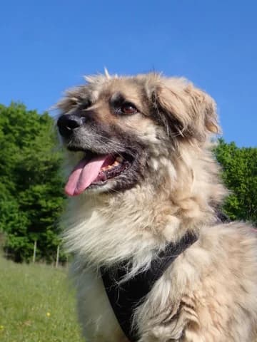 Victor, male young Mixed Breed for adoption at Remember Me France
