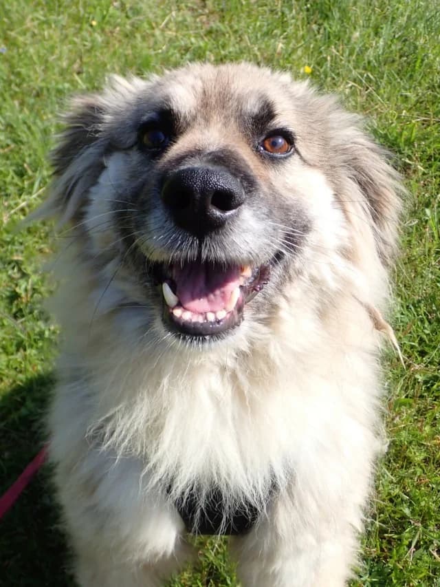 Victor, male senior Mixed Breed for adoption at Remember Me France