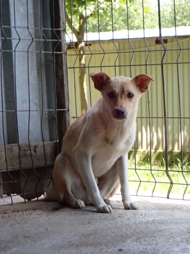 Nexton, male young Mixed Breed for adoption at Remember Me France