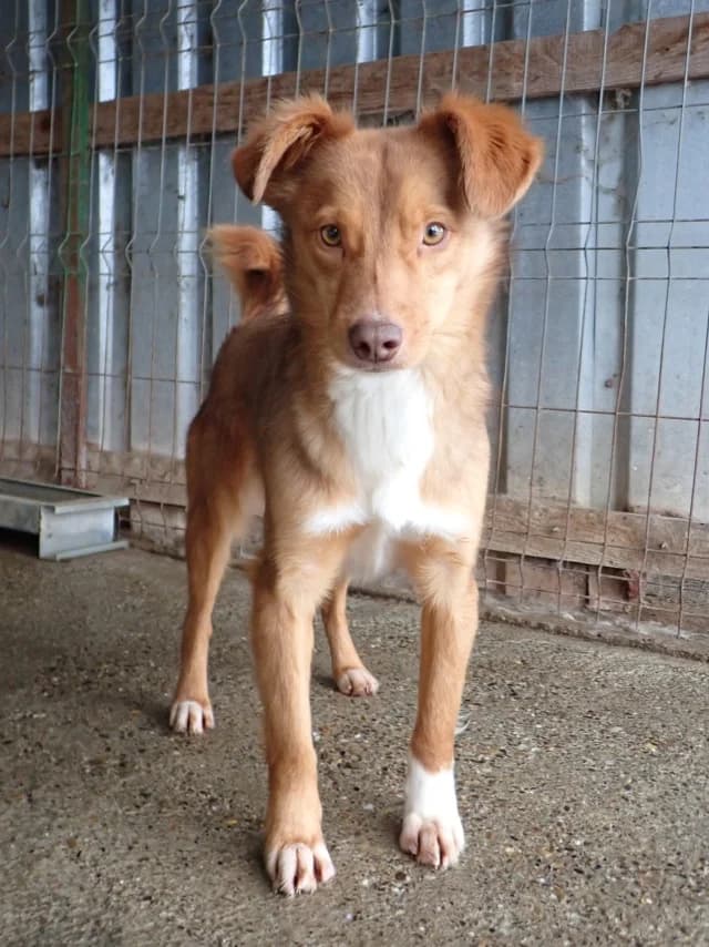 Reve, male young Mixed Breed for adoption at Remember Me France