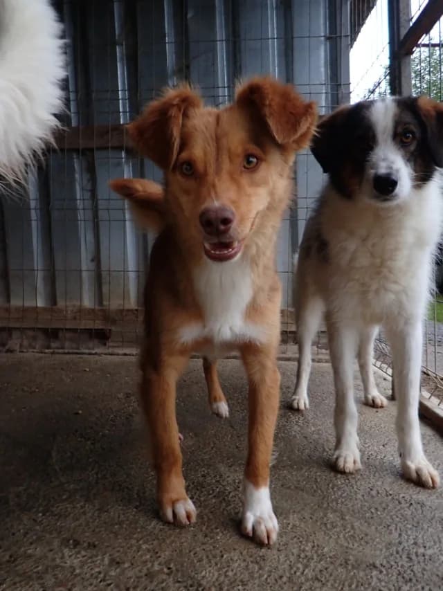 Reve, male young Mixed Breed for adoption at Remember Me France