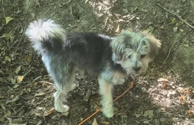 Kovou, male senior Mixed Breed for adoption at Remember Me France