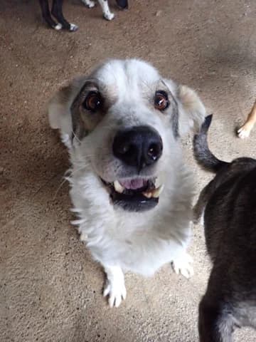 Murano, male 6yo Mixed Breed for adoption at Remember Me France