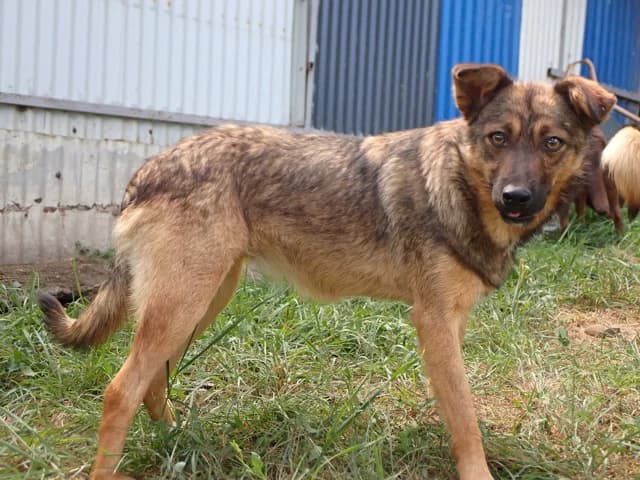 Sirene, female young Mixed Breed for adoption at Remember Me France