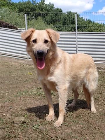 Popsy, female 3yo Mixed Breed for adoption at Remember Me France