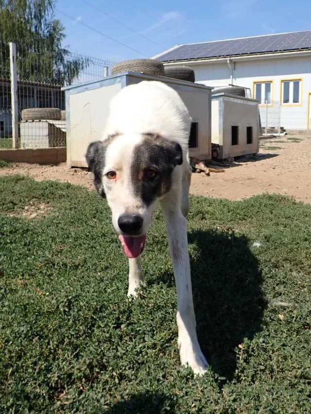 Ipnos, male young Mixed Breed for adoption at Remember Me France