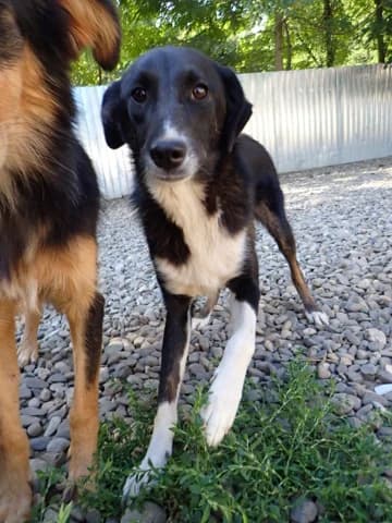 Gentiane, female young Mixed Breed for adoption at Remember Me France
