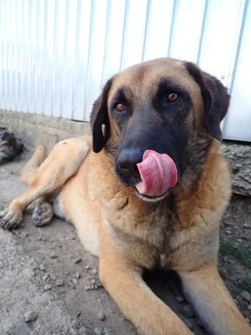 Ludwig, male puppy Mixed Breed for adoption at Remember Me France