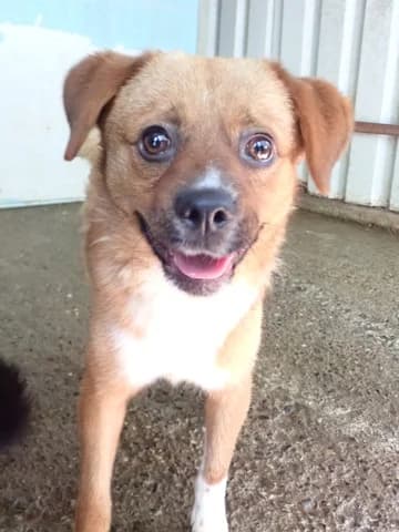 Hocus, male young Mixed Breed for adoption at Remember Me France