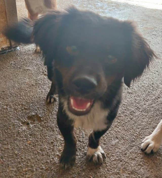 Pocus, male young Mixed Breed for adoption at Remember Me France
