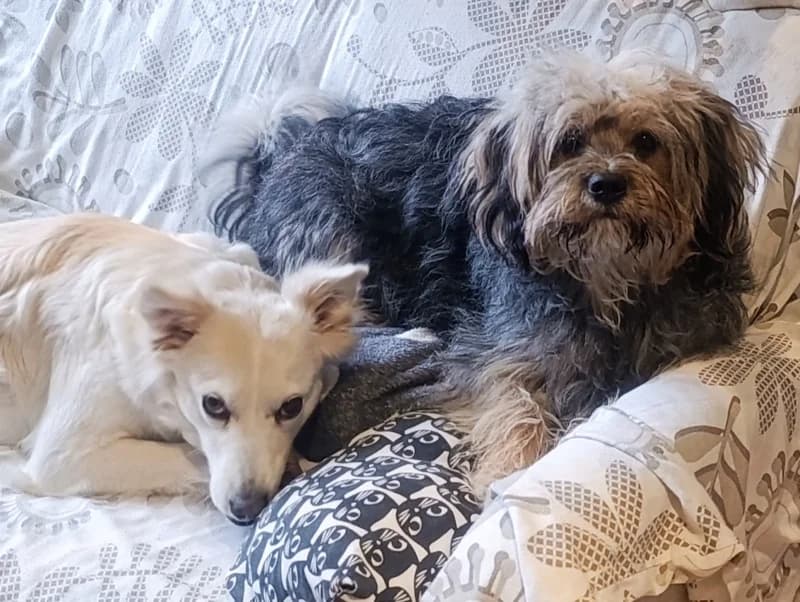 Sumi, female young Mixed Breed for adoption at Remember Me France