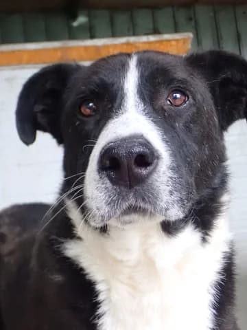 Tatoo, male senior Mixed Breed for adoption at Remember Me France