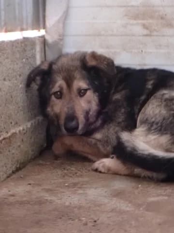 Timba, male senior Mixed Breed for adoption at Remember Me France