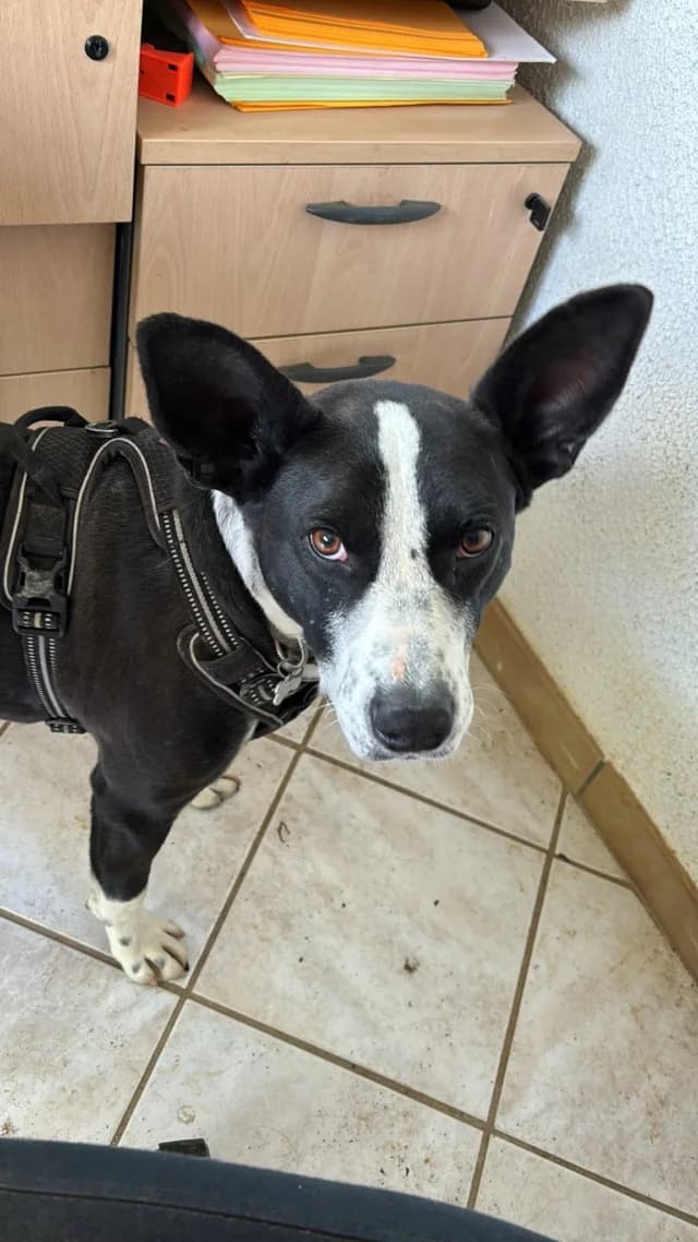 Kenjy, male puppy Mixed Breed for adoption at Remember Me France