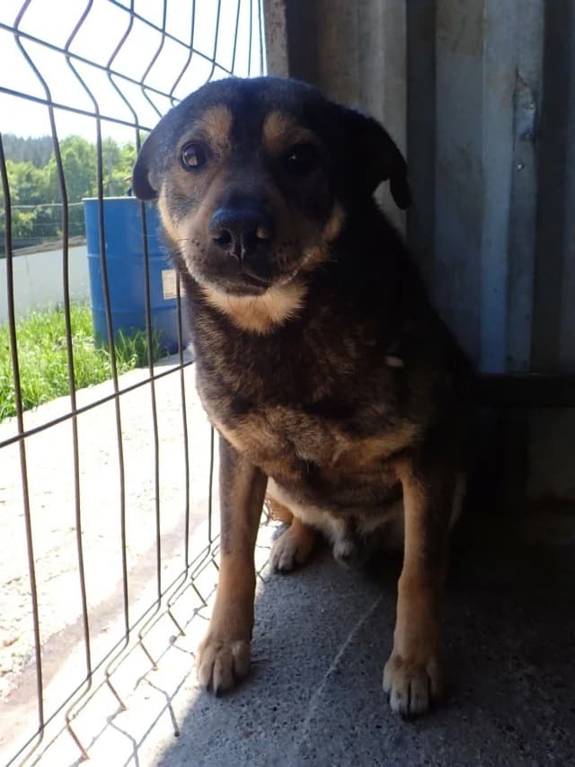 Melchior, male 5yo Mixed Breed for adoption at Remember Me France