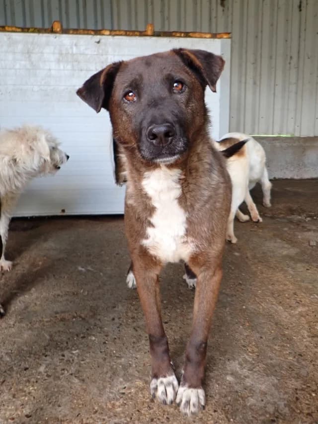 Gaby, female young Mixed Breed for adoption at Remember Me France