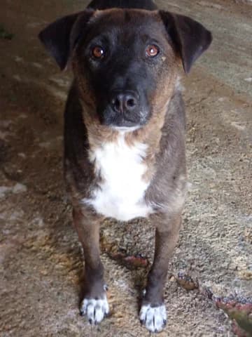 Gaby, female young Mixed Breed for adoption at Remember Me France