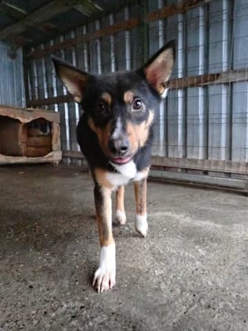 Vito, male young Mixed Breed for adoption at Remember Me France