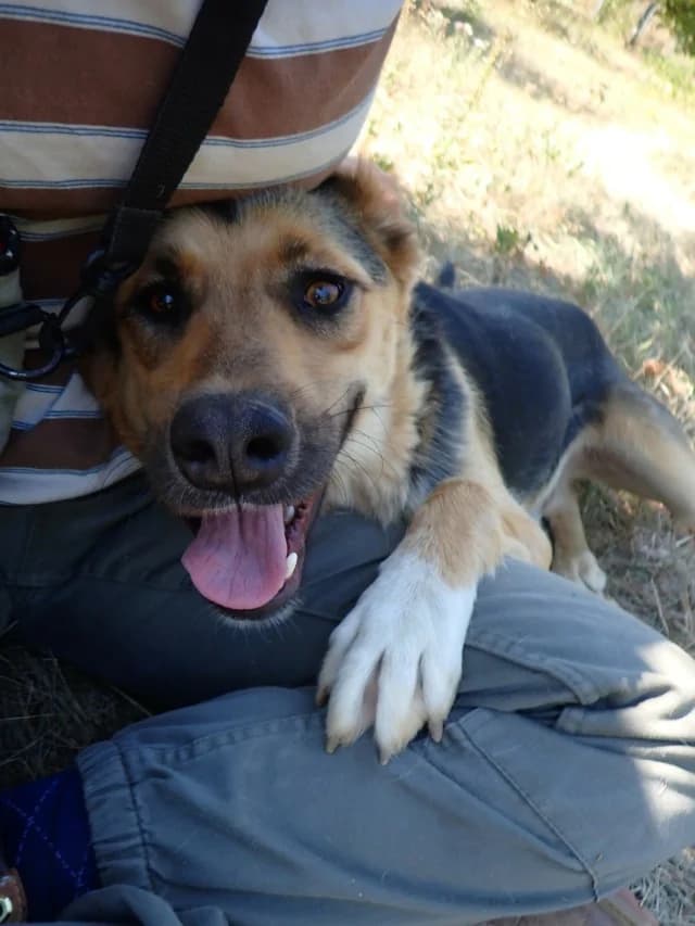 Chuan, male 3yo Mixed Breed for adoption at Remember Me France
