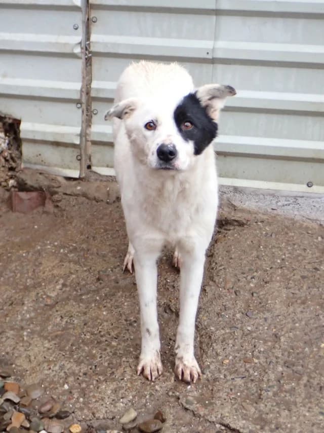 Hyaris, female 3yo Mixed Breed for adoption at Remember Me France