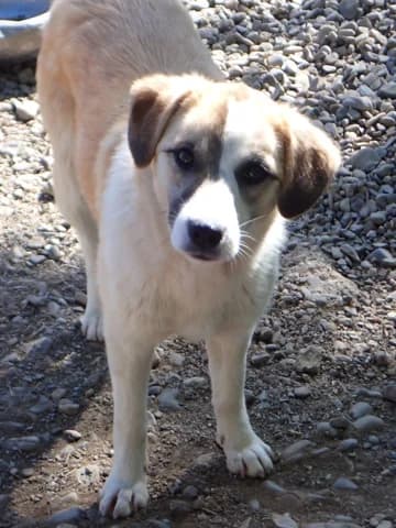 Helia, female young Mixed Breed for adoption at Remember Me France