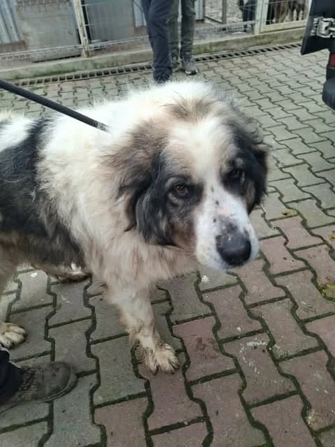 Baïkal, female senior Mixed Breed for adoption at Remember Me France