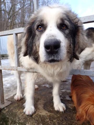Baïkal, female senior Mixed Breed for adoption at Remember Me France