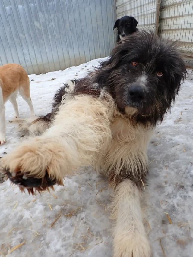 Tauriel, male 3yo Mixed Breed for adoption at Remember Me France