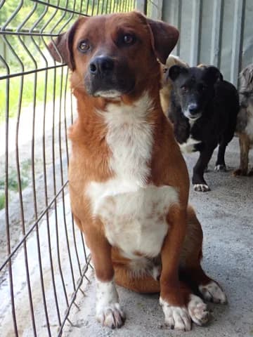 Duphy, male young Mixed Breed for adoption at Remember Me France